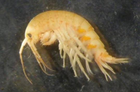 Not much known about Ramellogammarus species Why?