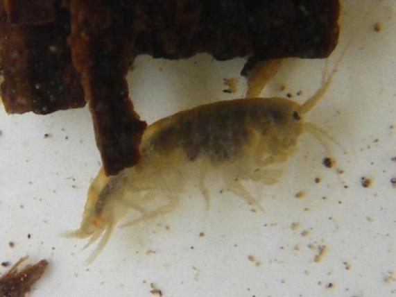 freshwater invertebrates so specimens misidenjfied as Gammarus.