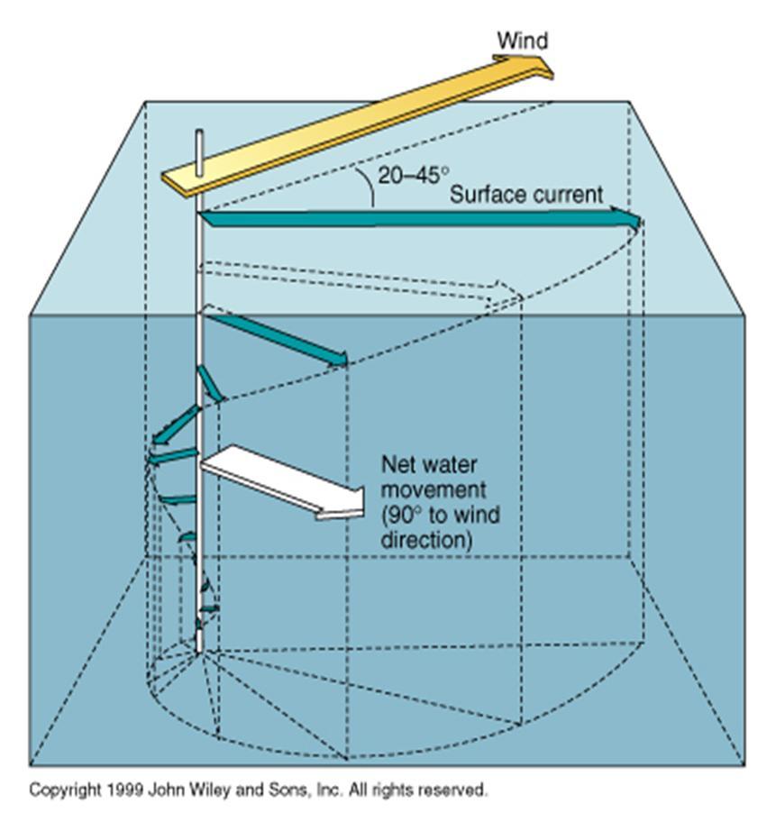 Surface Currents: Ekman Transport 1. Winds exert a force on the surface. 2. Friction translates this force down into the water column. 3.