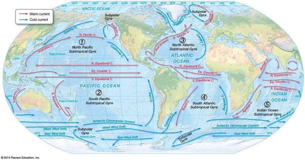 Surface ocean circulation: Other currents Equatorial Currents water moves with easterly trade winds