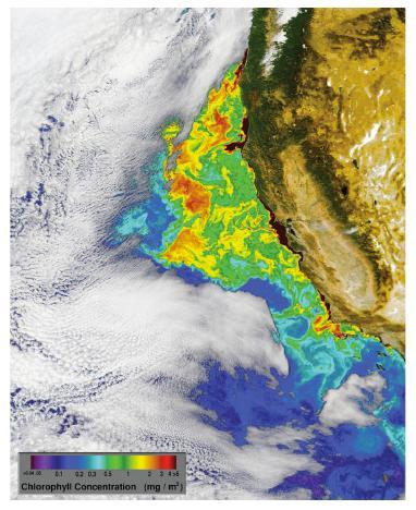 California Upwelling Upwelled water is colder, saltier and contains more nutrients so