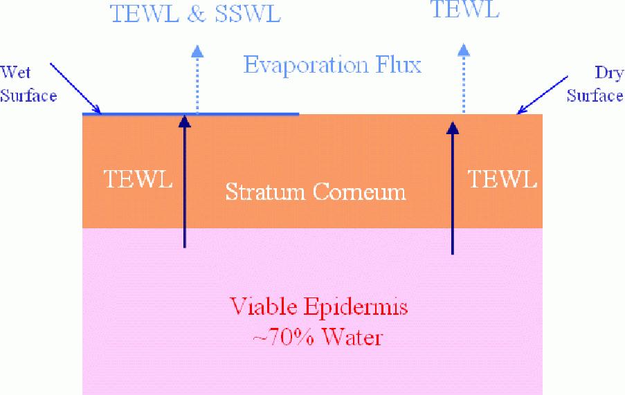 TEWL SSWL & Perspiration TEWL is the steady-state flux of liquid water diffusing through the SC. NB:- steady-state = Fick s 1st law. TEWL instruments measure flux of water vapour in the adjacent air.