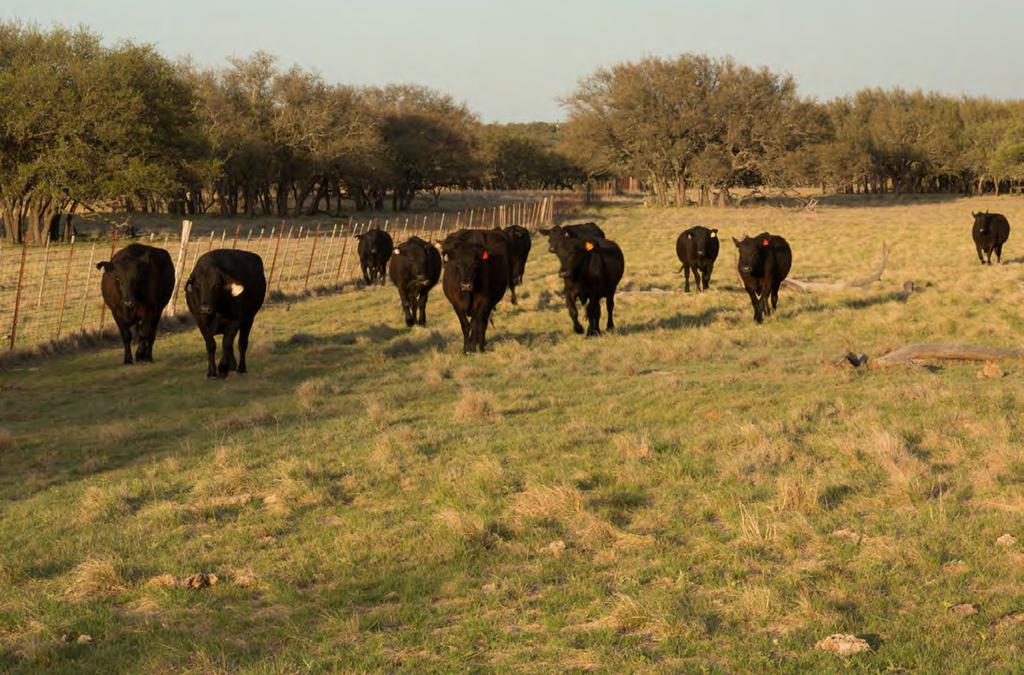 The ranch is very conservatively stocked with approximately 104 grown cows, 46 heifers, 10 bulls and over 1,000 Spanish nannie goats plus 49 billy goats.
