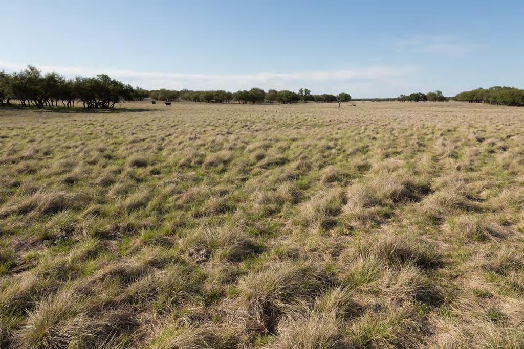 78 acre portion of the property and approximately one-half (½) of the minerals under the remaining 2,891 acres. The seller will convey one-half (½) of the seller s owned minerals.