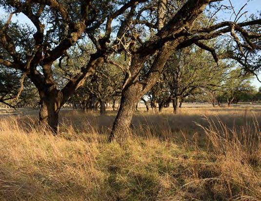 Reportedly, many years ago, a previous owner used hand labor to virtually eradicate 100% of the invading mesquite from the ranch.