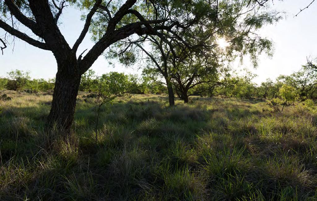 Overall, counting the clean live oak areas on the 2,891 acres, it is estimated that 80-85% of the entire Prospect Ranch is