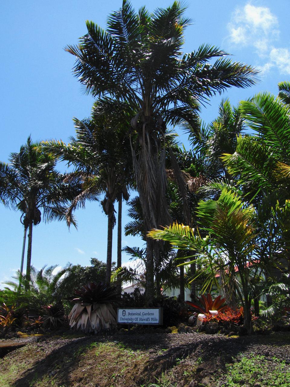 Photo: Tim Brian To kick off the summer season, we are excited to invite you to a presentation discussing how a core group of palm enthusiasts, led to the planting of palms in public areas of Hilo,
