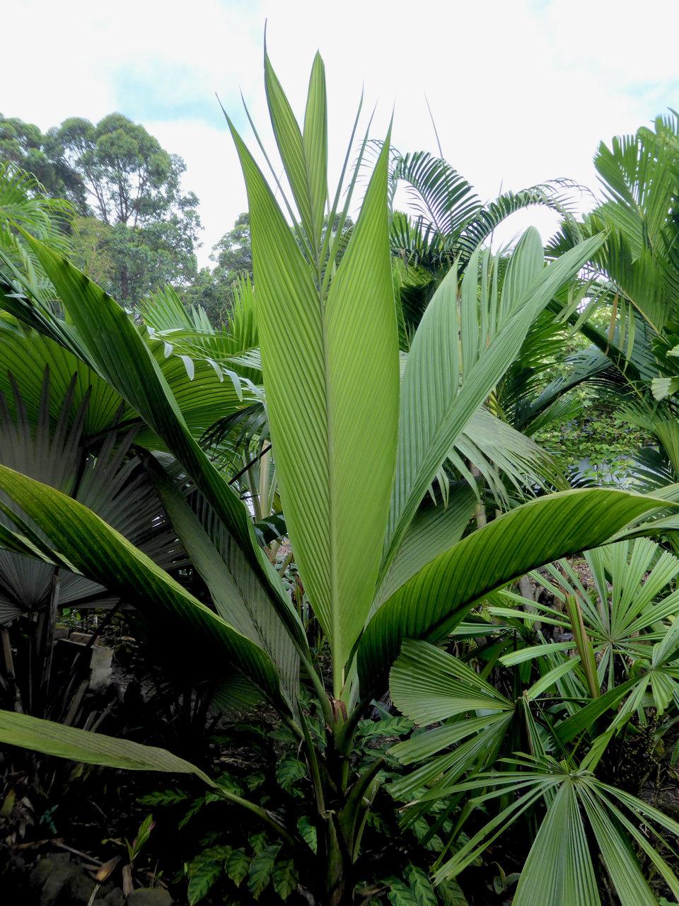 Photos: Tim Brian South Pacific Beauty This beautiful palm is endemic to the island of Viti Levu, Fiji. It is found on the slopes of Fiji's tallest mountain, Mt.