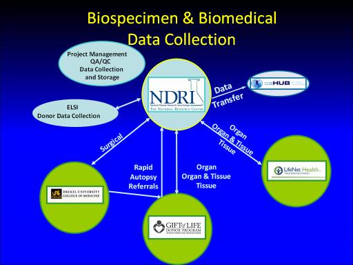 GTEx Pilot Project Participants Three biospecimen source sites to collect tissues; GLDP, LifeNet of Virginia, Drexel University College of Medicine.