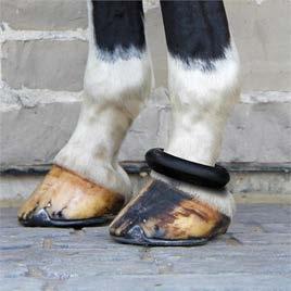 The Kentucky hind boot (with or without sheep skin), an example pictured below, is allowed in Young Horse competitions: Note to