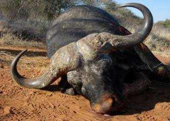 7 DAY SOUTH AFRICAN BUFFALO & PLAINS GAME PACKAGE The following package consists of 1 mature, hard bossed buffalo bull & 6 days of hunting - you must plan on arriving one day prior to commencement of