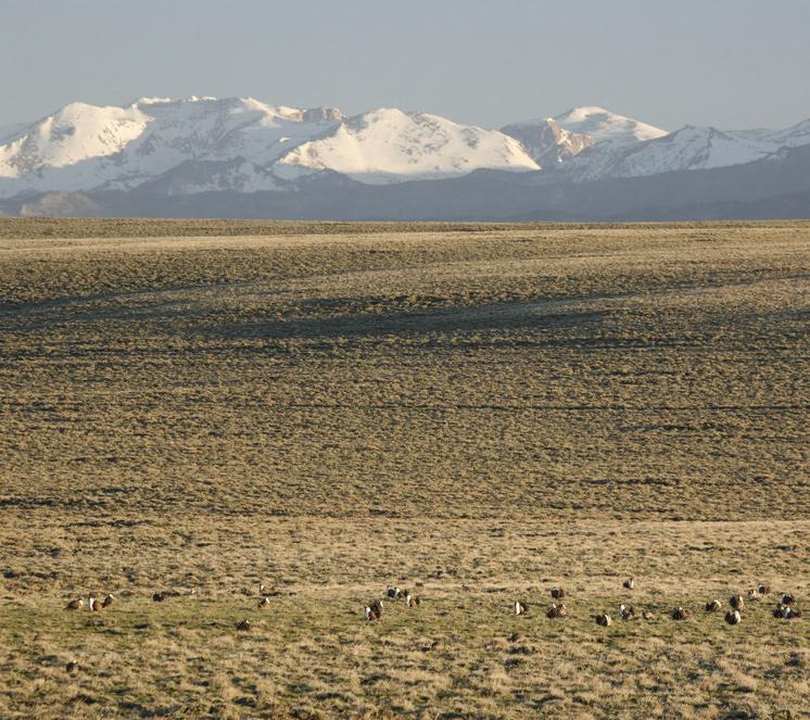 Gas development and sage grouse donʼt mix. Populations of these game birds have dwindled in oil and gas fields, reducing hunting opportunity.