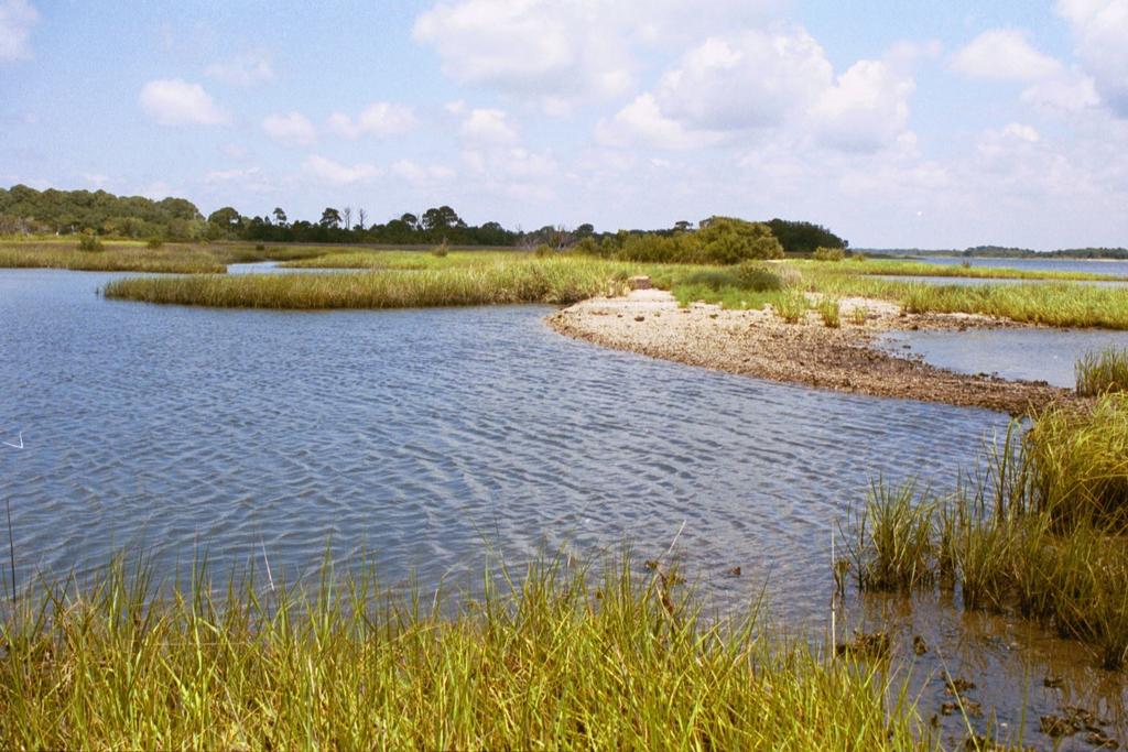 Lesson 4: COASTAL ECOSYSTEMS - Beach, Estuary, Marsh & Swamp - Activity 4.1 Coastal Match-Up How are salt marshes important to fish?