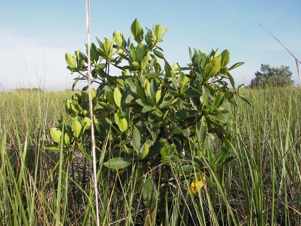 Lesson 4: COASTAL ECOSYSTEMS - Beach, Estuary, Marsh & Swamp - Activity 4.4 Mangrove Madness Approximately how many acres of mangroves are left in Florida? About 450,000 acres.