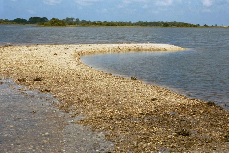 Lesson 4: COASTAL ECOSYSTEMS - Beach, Estuary, Marsh & Swamp Estuaries Those water areas where saltwater and freshwater meet are known as estuaries.