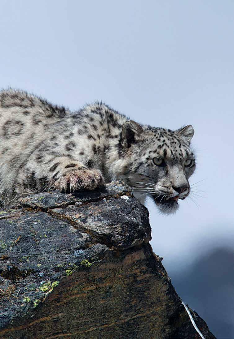 OVERVIEW AHM 2017 SNOW LEOPARD CONSERVATION HIGHLIGHTS CONSERVATION AND