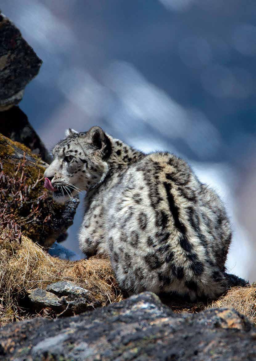 With new research insights into the snow leopard, its population and its transboundary habitat, conservationists are able to make better decisions on how to protect the snow leopard and its