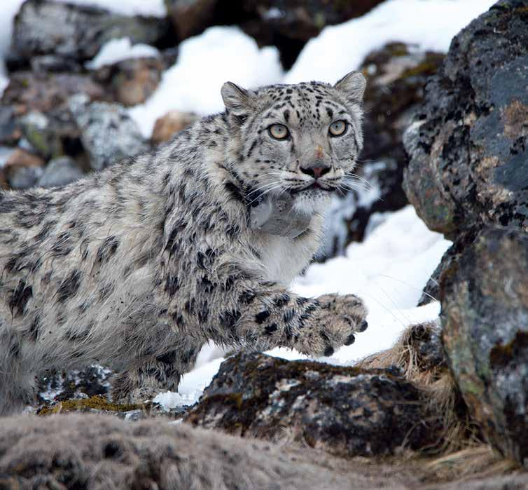 PHOTO : Sanjog Rai / WWF Nepal WWF Asia High Mountains Project: Snow Leopard Conservation Highlights from Bhutan, India, Kyrgyzstan, Mongolia, Nepal, and Pakistan.