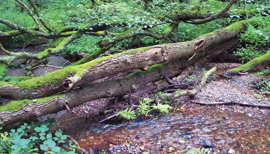 Cannock Chase case study Case study The following case study presents work carried out at Cannock Chase s Forest Streams in Staffordshire to set up an initial seven Headwater Arks between 2012-14.