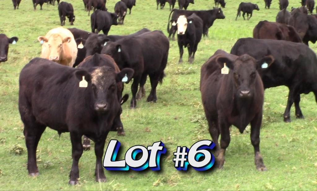 LOT 6 Approximately 162 steers (3 loads) Estimated Weight: 915# 965# weight stop Weight Range: 850-1000# Description: Approx.