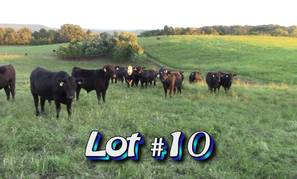 LOT 10 Approximately 108 steers (2 loads) Estimated Weight: 925# 975# weight stop Weight Range: 850-1000# Description: Approx.