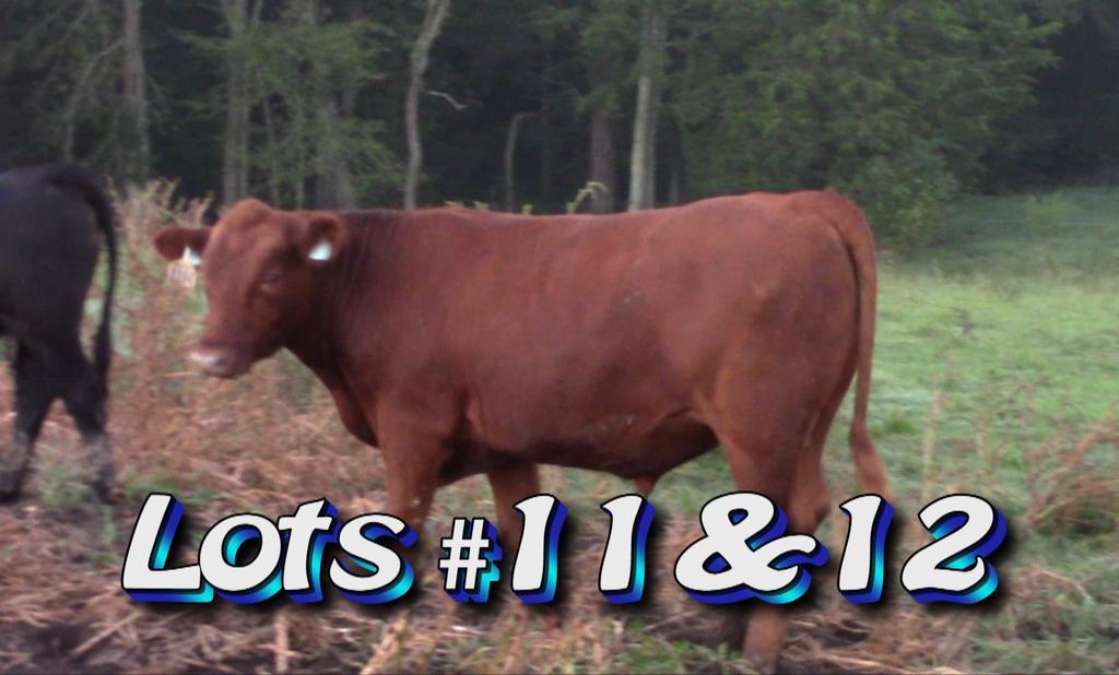 LOT 12 Approximately 60 steers from 199 Estimated Weight: 825# 875# weight stop Weight Range: 775-935# Description: Approx.