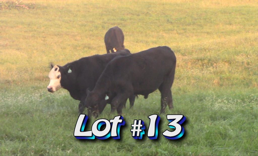 LOT 13 Approximately 60 steers Estimated Weight: 850# 900# weight stop Weight Range: 775-935# Description: Approx.