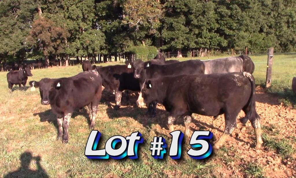 LOT 15 Approximately 60 steers from 75 Estimated Weight: 875# 925# weight stop Weight Range: 775-935# Description: Approx.