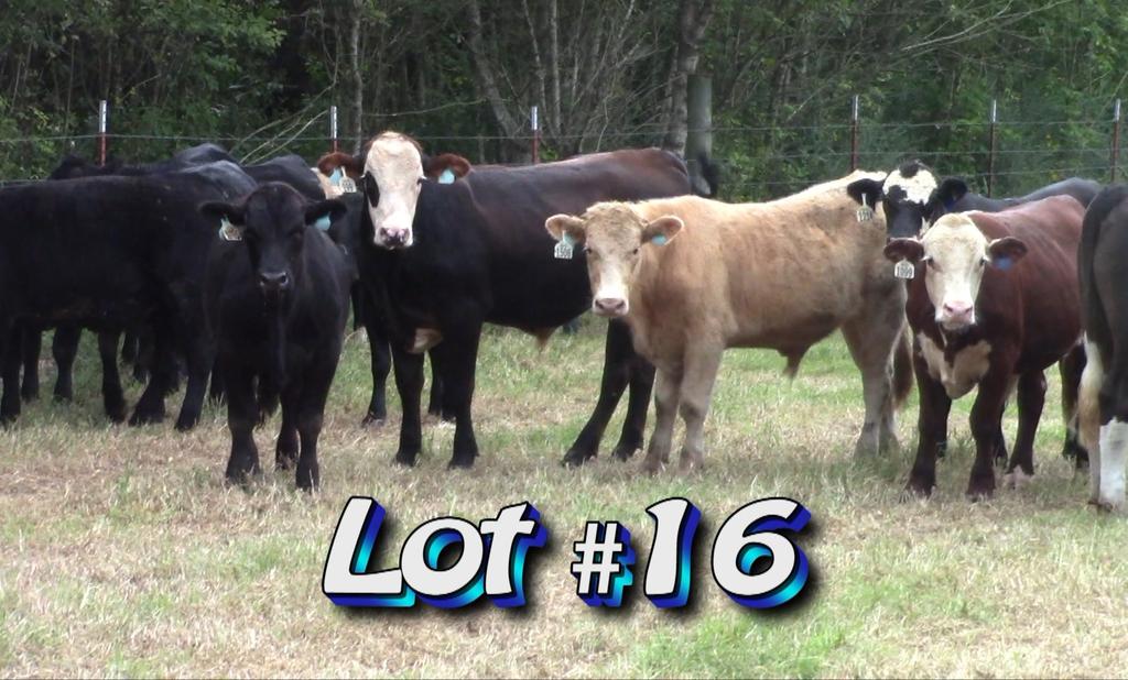 LOT 16 Approximately 60 steers Estimated Weight: 800# 850# weight stop Weight Range: 750-900# Description: Approx. 60% Black & BWF, 20% Char-X, 20% Reds, Herefords, 2 off colors.