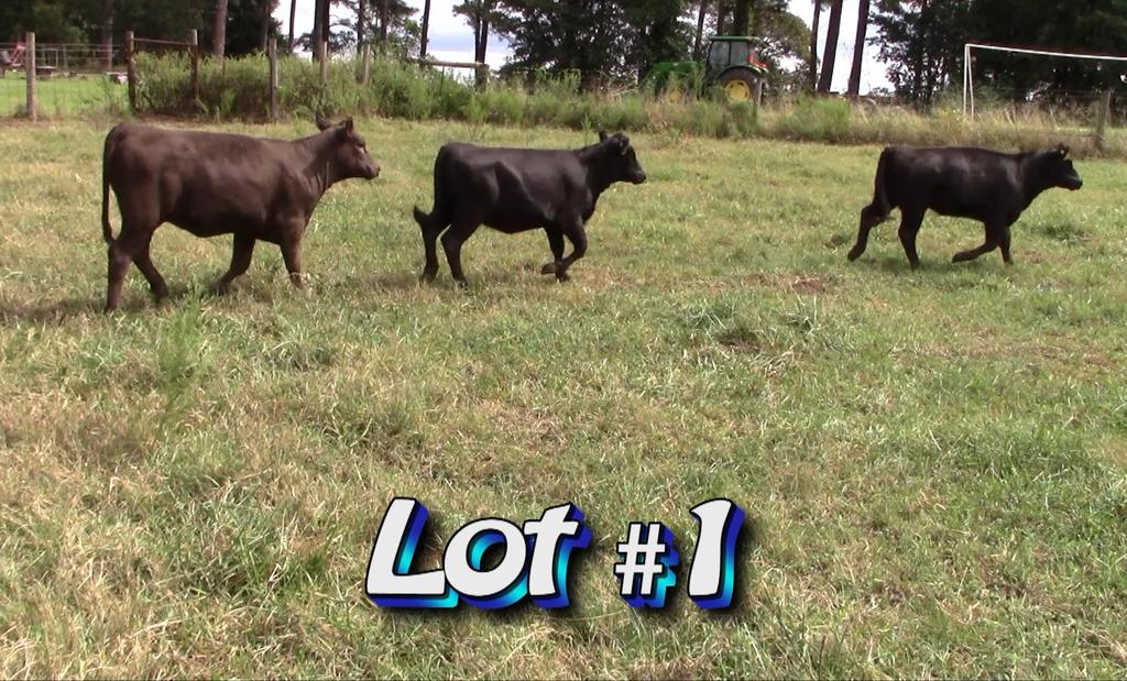 LOT 1 Wayne Edwards 470 Melton Bridge Rd Whitakers, NC 27891 252-907-5669 Approximately 75 heifers from 108 Estimated Weight: 650# Weight Range: 550-750# Description: Approx.