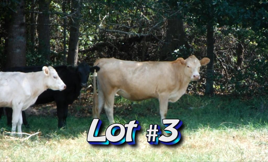 LOT 3 Jay D. McCranie 2827 Hadden Rd Metter, GA 30439 Approximately 50-55 heifers Estimated Weight: 670# Weight Range: 550-760# Description: Approx.