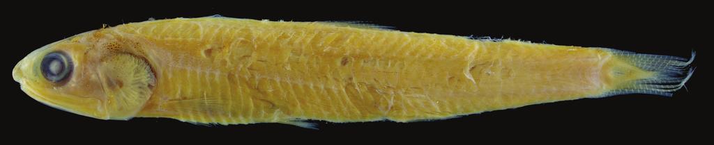 Hata & Motomura: Two new species of the genus Encrasicholina Fig. 1. Holotype of Encrasicholina intermedia, new species. RMNH.PISC 26135, 57.7 mm SL, Kalient, Kerala, India.