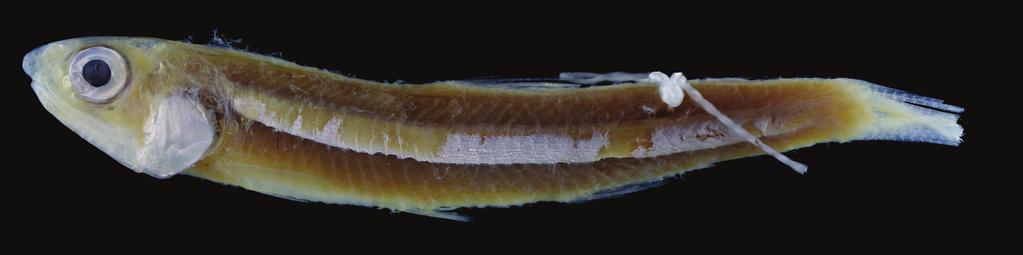 RAFFLES BULLETIN OF ZOOLOGY 2016 Fig. 2. Holotype of Encrasicholina gloria, new species. MNHN 1966-0646, 53.3 mm SL, Suez Bay, Egypt. Diagnosis.