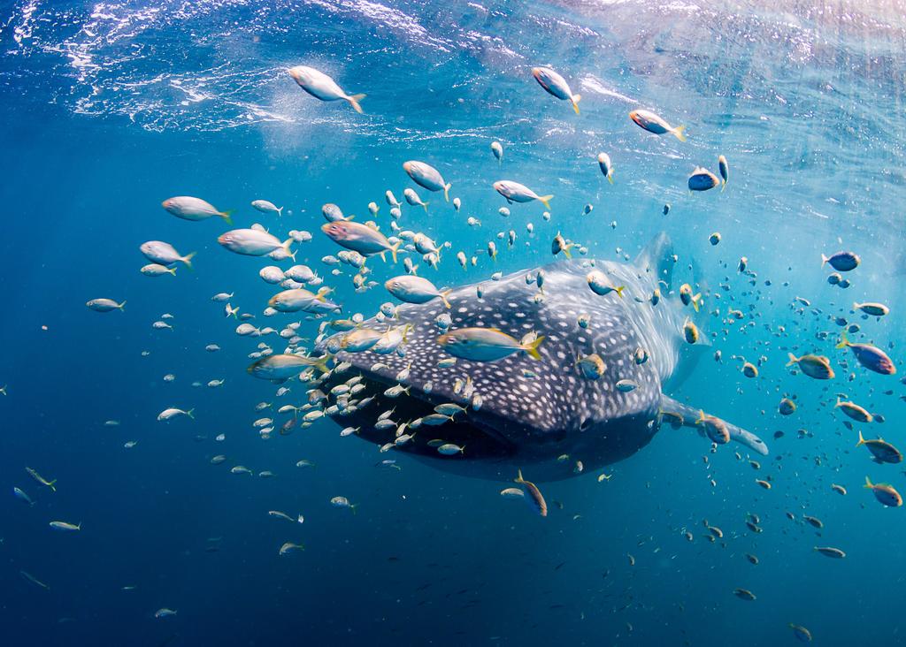 intimate ningaloo touring swim with WHALE SHARKs & ADVENTURE day tour At Live Ningaloo, our key ethos is to provide our guests with exclusively small tour