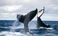 From an artistic point of view, humpback whales are about size, power, and most of all grace.