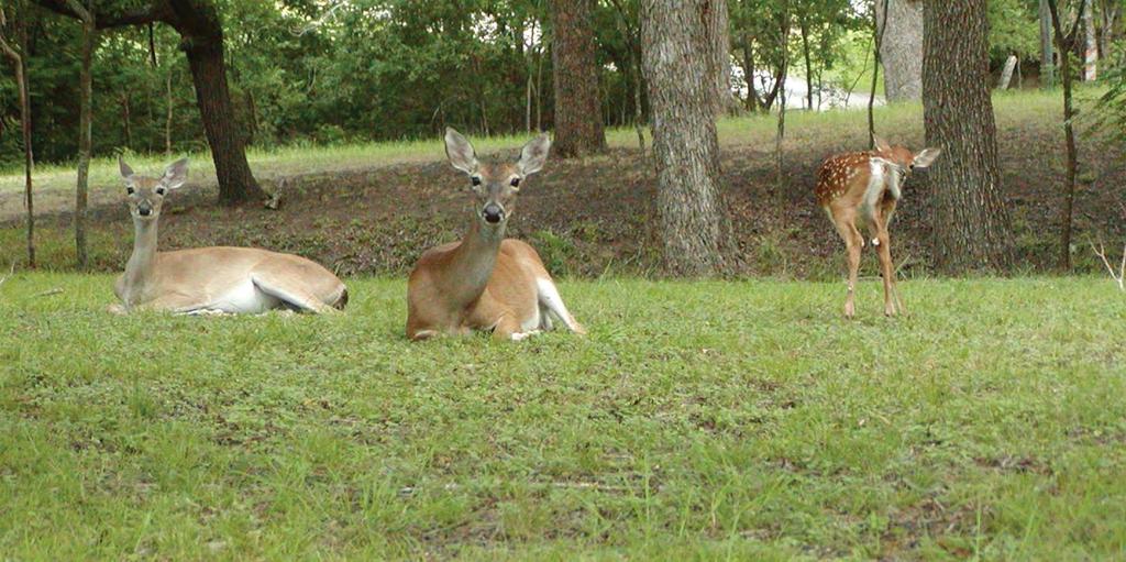 MANAGING OVERABUNDANT WHITE-TAILED DEER 1 Managing Overabundant White-Tailed Deer Introduction White-tailed deer (Odocoileus virginianus) are one of the most recognizable and charismatic species of