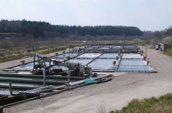 Trout farm with lagoons for effluent treatment