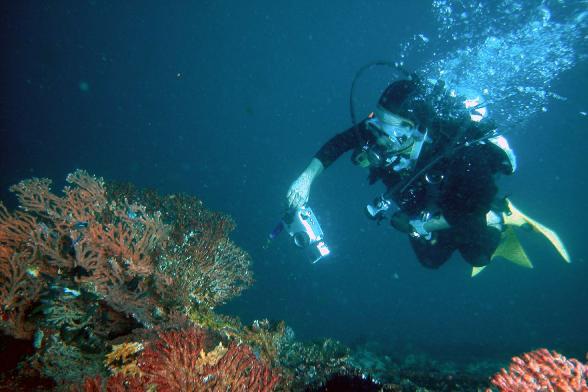 Reef Monitoring Coral reefs are threatened by both human and natural causes.