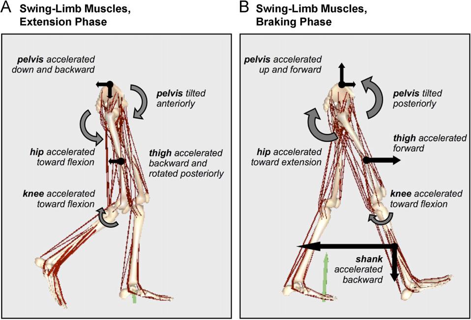 A.S. Arnold et al. / Journal of Biomechanics 4 (27) 334 3324 3323 Fig.. Motions of the pelvis and swing limb induced by all swing-limb muscles during the extension phase (A) and braking phase (B).