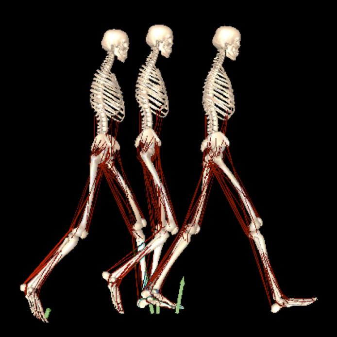 A.S. Arnold et al. / Journal of Biomechanics 4 (27) 334 3324 335 Fig.. Muscle-driven simulation of swing phase that reproduces the gait dynamics of a representative subject, Subject 4.
