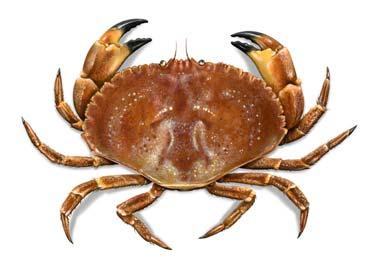 Jonah Crab Draft Addendum II for Public