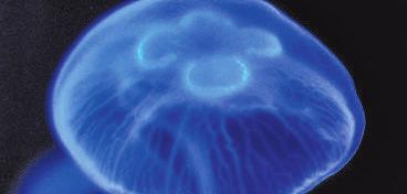 Jellyfish Wide variety of fish including sardines, herring and anchovies Zooplankton and