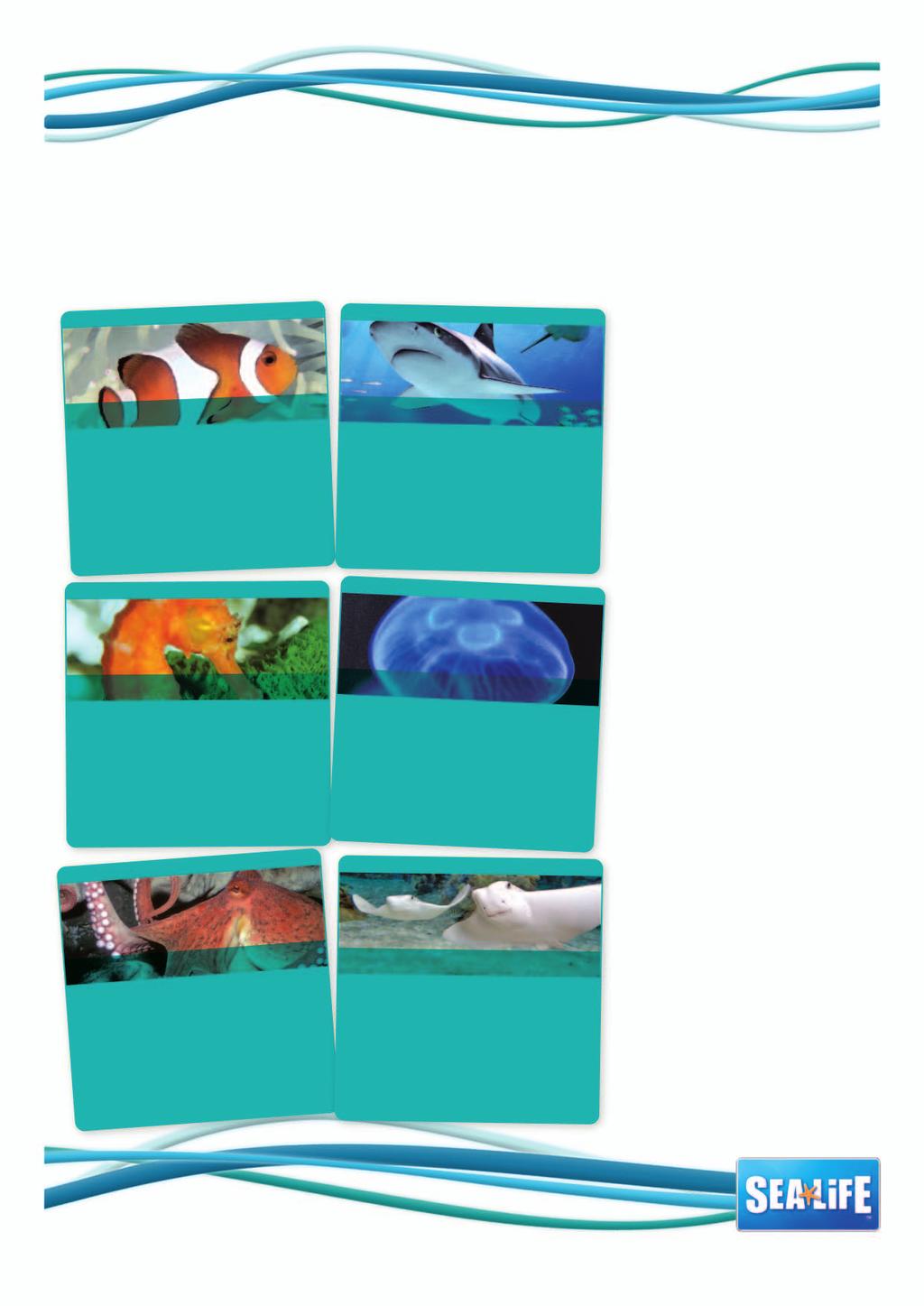 SEA LIFE MIX N MATCH Check out the profile cards below each one shows a creature you ll see on your SEA LIFE centre visit. How much do you know about them?