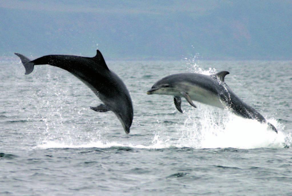 WDCS - we do a lot, so here s the quick guide Established in 1987, WDCS is the world s most active charity dedicated to the conservation and welfare of all whales, dolphins and porpoises (also known