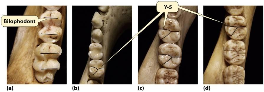 Dental Specializations (Molars) Bilophodont molars