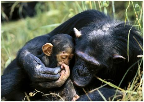 Parental Investment in Primates give birth to fewer offspring