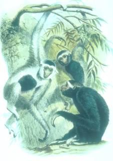 Gibbon/Siamang Characteristics Southeast Asian Tropical Rain Forests Smallest of the apes