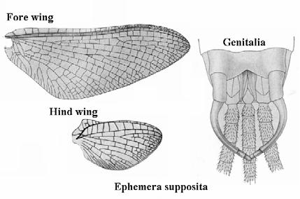 anastamosed; penes blunt with apex narrower than median portion and the sub-genital plate broadly concave....subgenus: Aethephemera.....E. nadinae 3.
