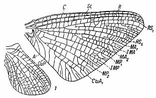 9. A 1 branching into several (usually about 10) straight, parallel veins on posterior margin of wing. A 1 not bifurcate, wings often with dark spots and dark spots near cross veins.......ephemeridae.