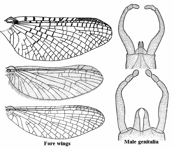 ..ephemerellidae go to VI - No intercalary veins in cells mentioned above; forceps with 2 terminal segments.